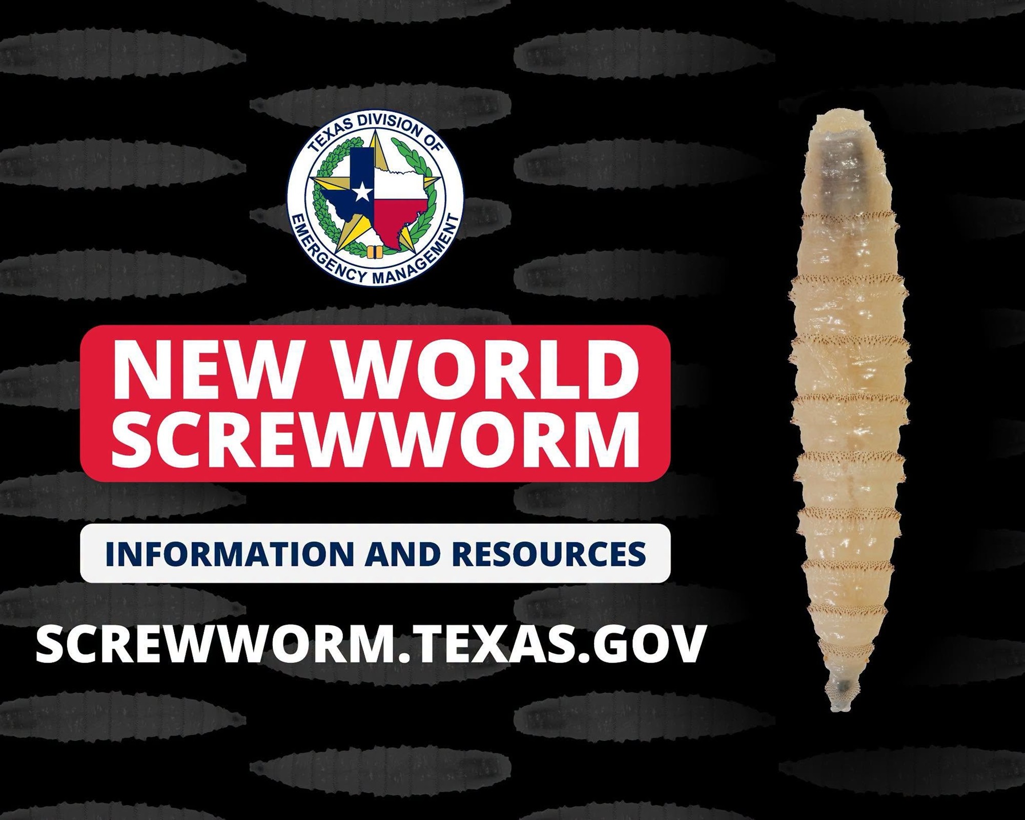 New World Screwworm Information and Resources